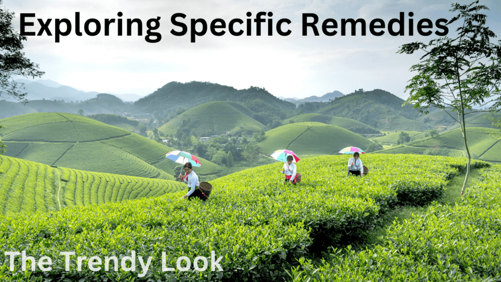 The lost book of herbal remedies